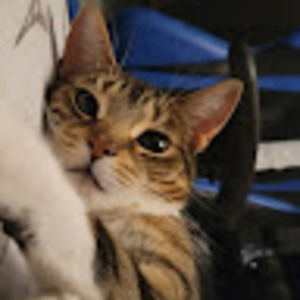 Meet your Posher, Lunar